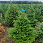 JODŁA FRASERA DONICA KOPANA Jodła Frasera (abies fraseri) obsadzona w donicy