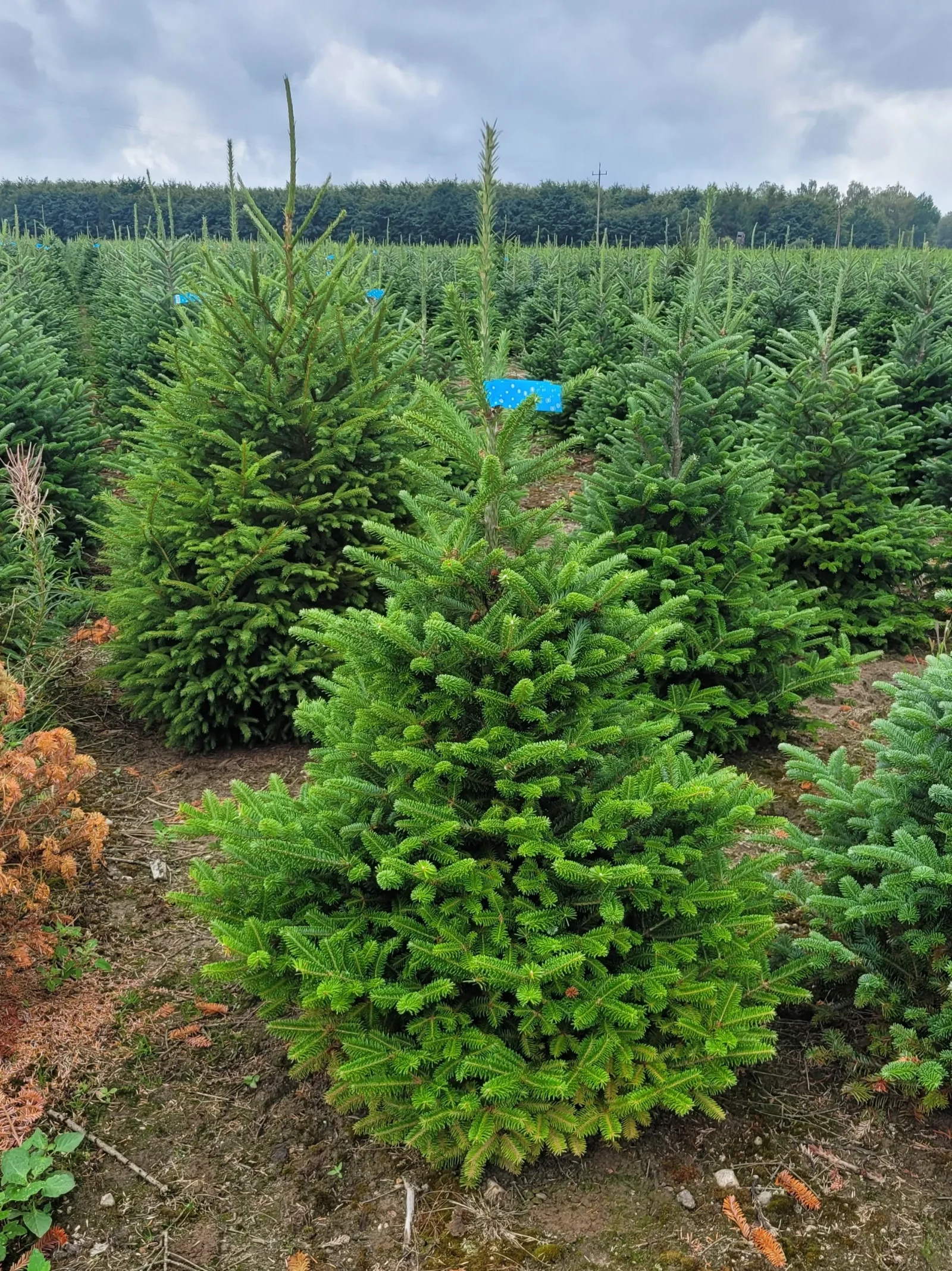 JODŁA FRASERA DONICA KOPANA Jodła Frasera (abies fraseri) obsadzona w donicy