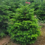 JODŁA KAUKASKA W DONICY KOPANA Jodła kaukaska (abies nordmaniana) obsadzona w donicy