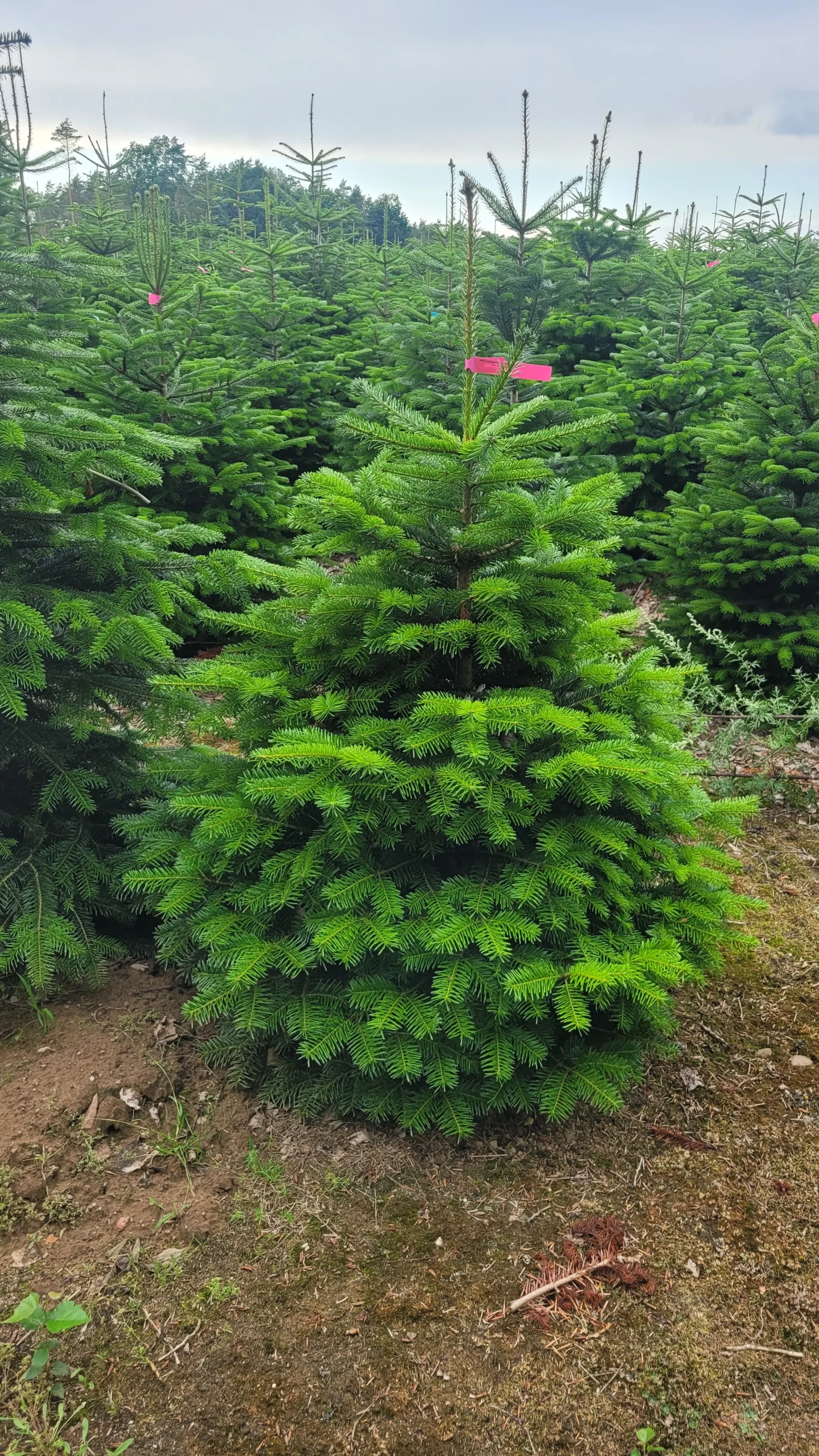 JODŁA KAUKASKA W DONICY KOPANA Jodła kaukaska (abies nordmaniana) obsadzona w donicy