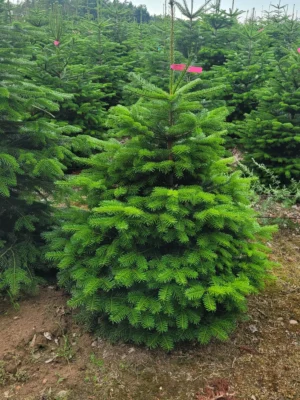 JODŁA KAUKASKA W DONICY KOPANA Jodła kaukaska (abies nordmaniana) obsadzona w donicy