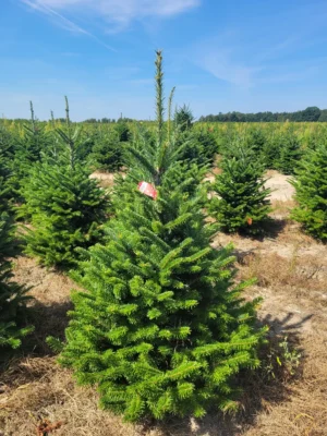 Jodła Frasera 4 Jodła Frasera (abies fraseri) obsadzona w donicy