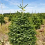 Jodła Kaukaska 175 cm - 230 cm_2 Jodła kaukaska (abies nordmanniana) cięta