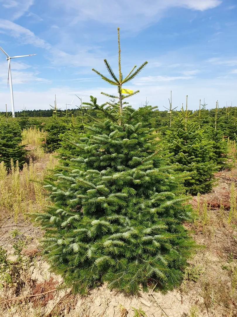 Jodła Kaukaska 175 cm - 230 cm_2 Jodła kaukaska (abies nordmanniana) cięta