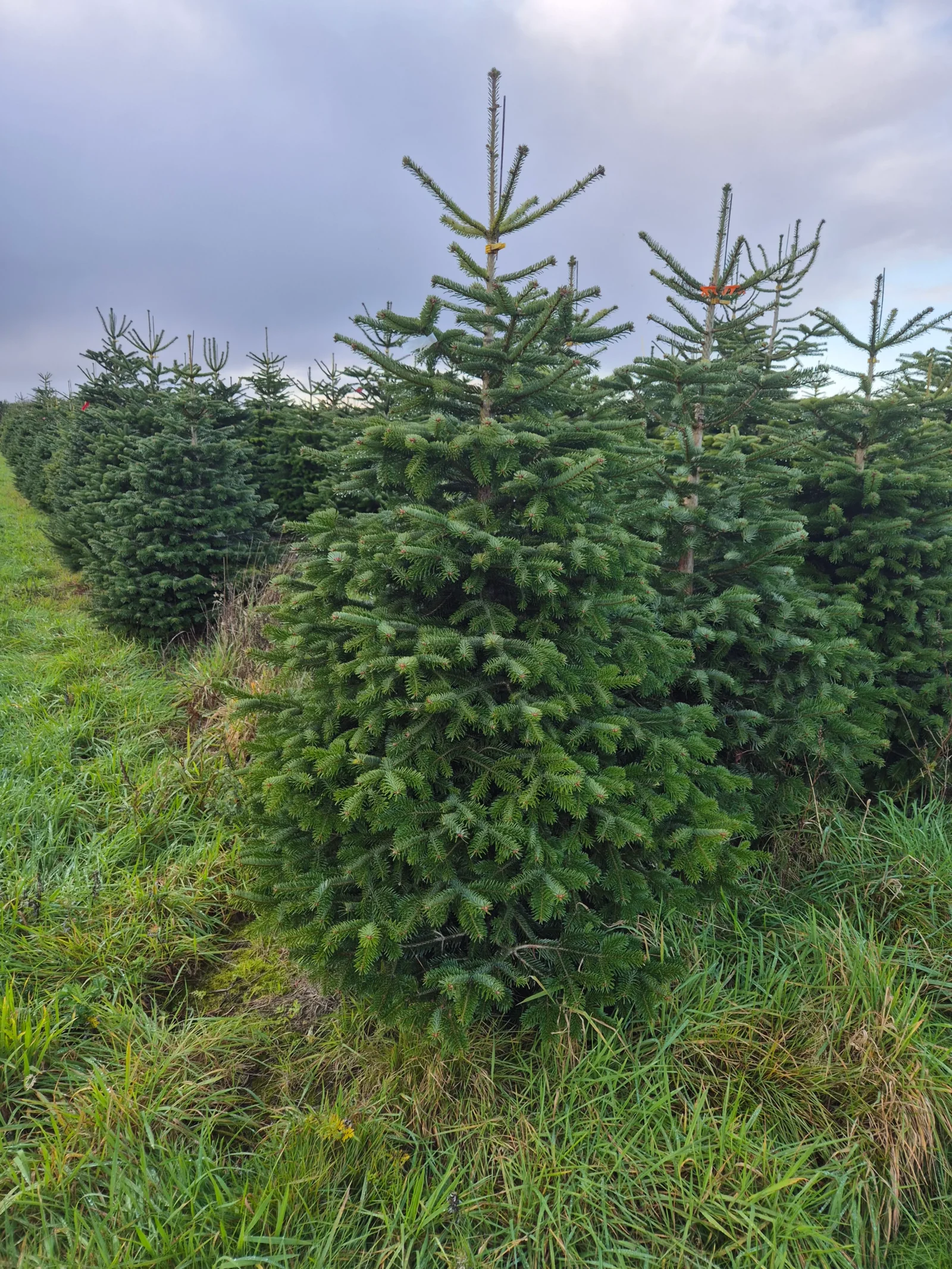 Jodła Kaukaska 215 - 265 cm Henryk biała etykieta (3)_3 Jodła kaukaska (abies nordmanniana) cięta