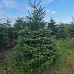 Jodła Kaukaska 215 - 265 cm Henryk biała etykieta_4 Jodła kaukaska (abies nordmanniana) cięta