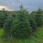 Jodła Kaukaska 215 - 265 cm Henryk czerwona etykieta (6)_5 Jodła kaukaska (abies nordmanniana) cięta