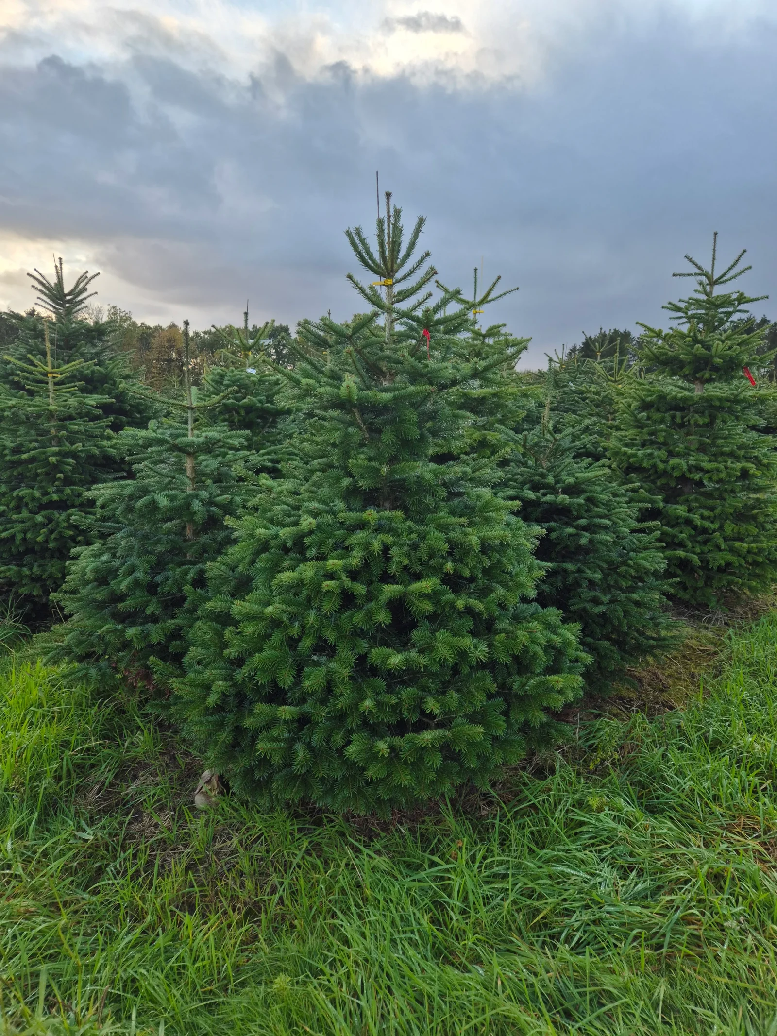 Jodła Kaukaska 215 - 265 cm Henryk czerwona etykieta (6)_5 Jodła kaukaska (abies nordmanniana) cięta