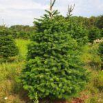 Jodła Kaukaska Jodła kaukaska (abies nordmanniana) cięta