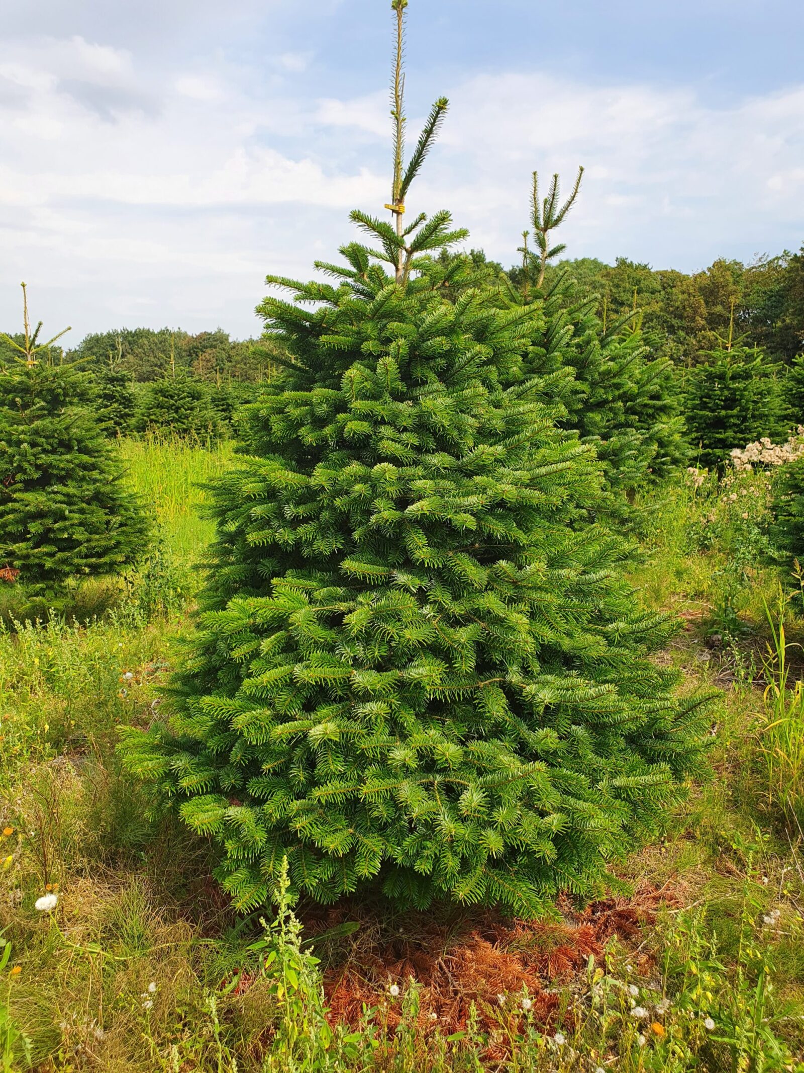 Jodła Kaukaska Jodła kaukaska (abies nordmanniana) cięta