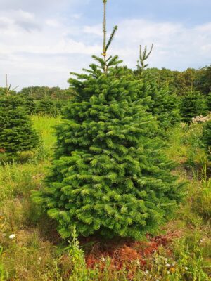 Jodła Kaukaska Jodła kaukaska (abies nordmanniana) cięta