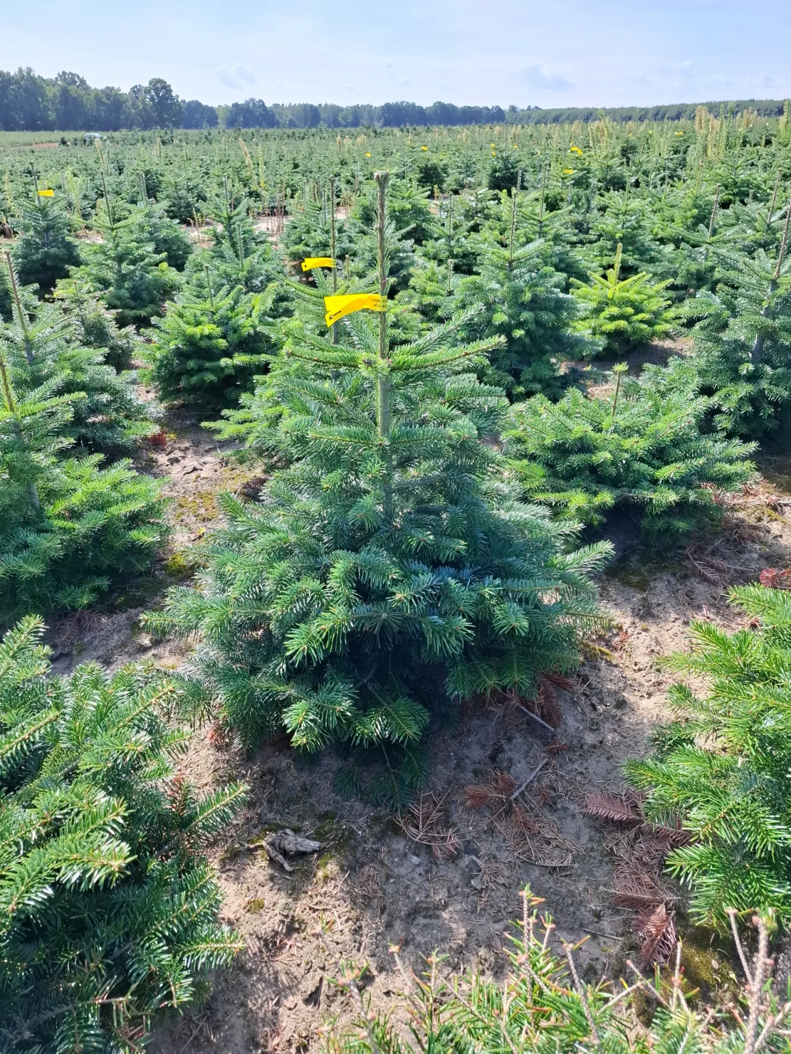 Jodła Kaukaska w donicy 03_4 Jodła kaukaska (abies nordmanniana) rosnąca w donicy