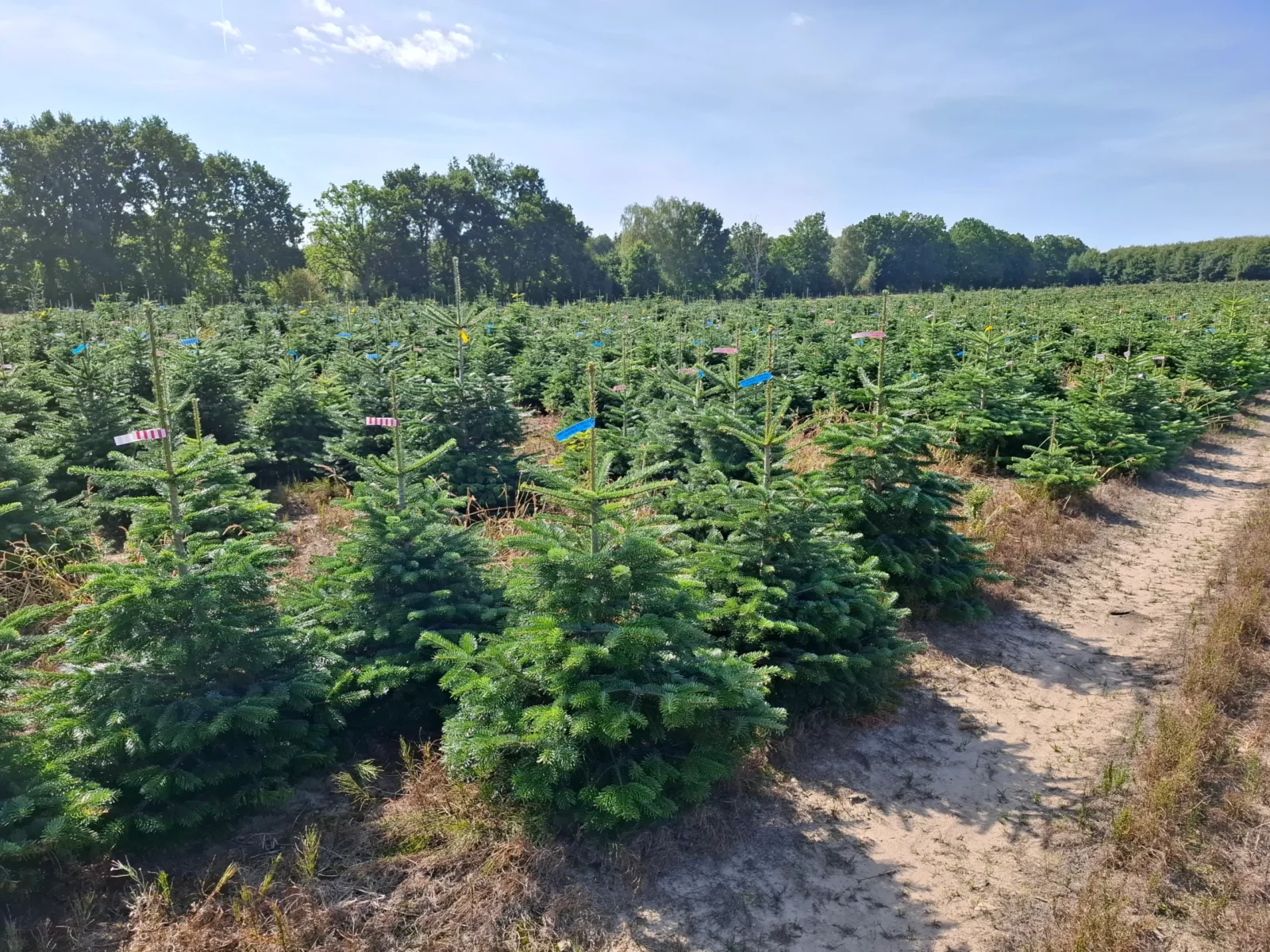 Jodła Kaukaska w donicy 08_5 Jodła kaukaska (abies nordmanniana) rosnąca w donicy