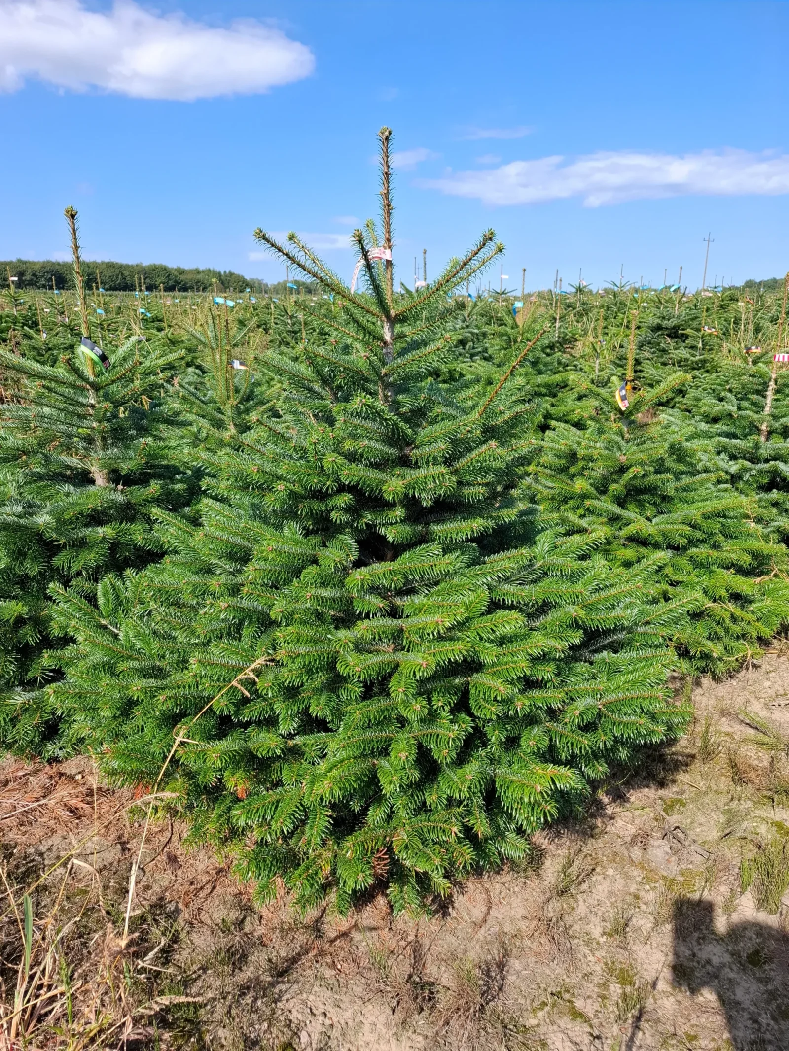 Jodła Kaukaska w donicy 110708 Jodła kaukaska (abies nordmanniana) rosnąca w donicy