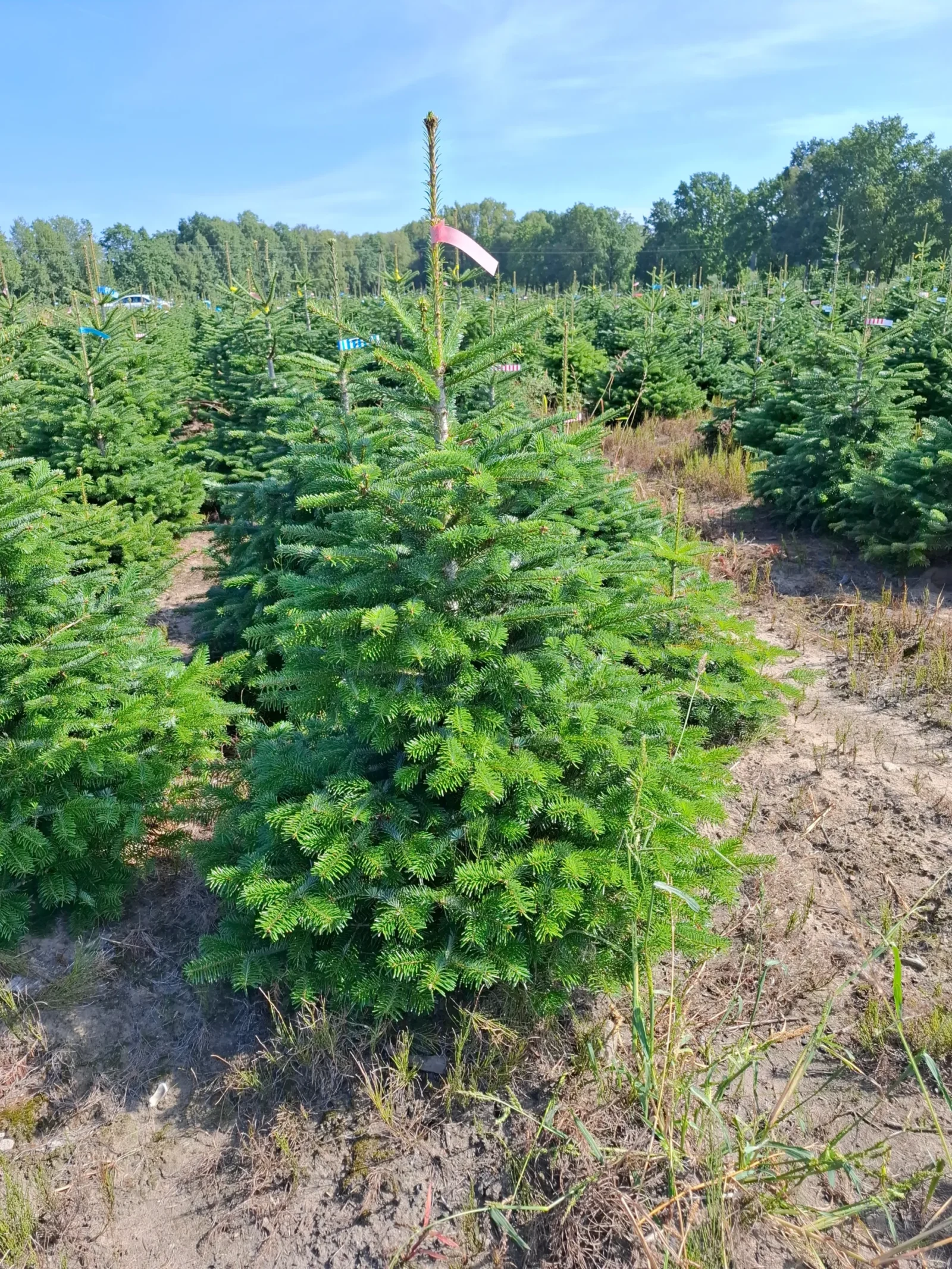 Jodła Kaukaska w donicy 110736 Jodła kaukaska (abies nordmanniana) rosnąca w donicy