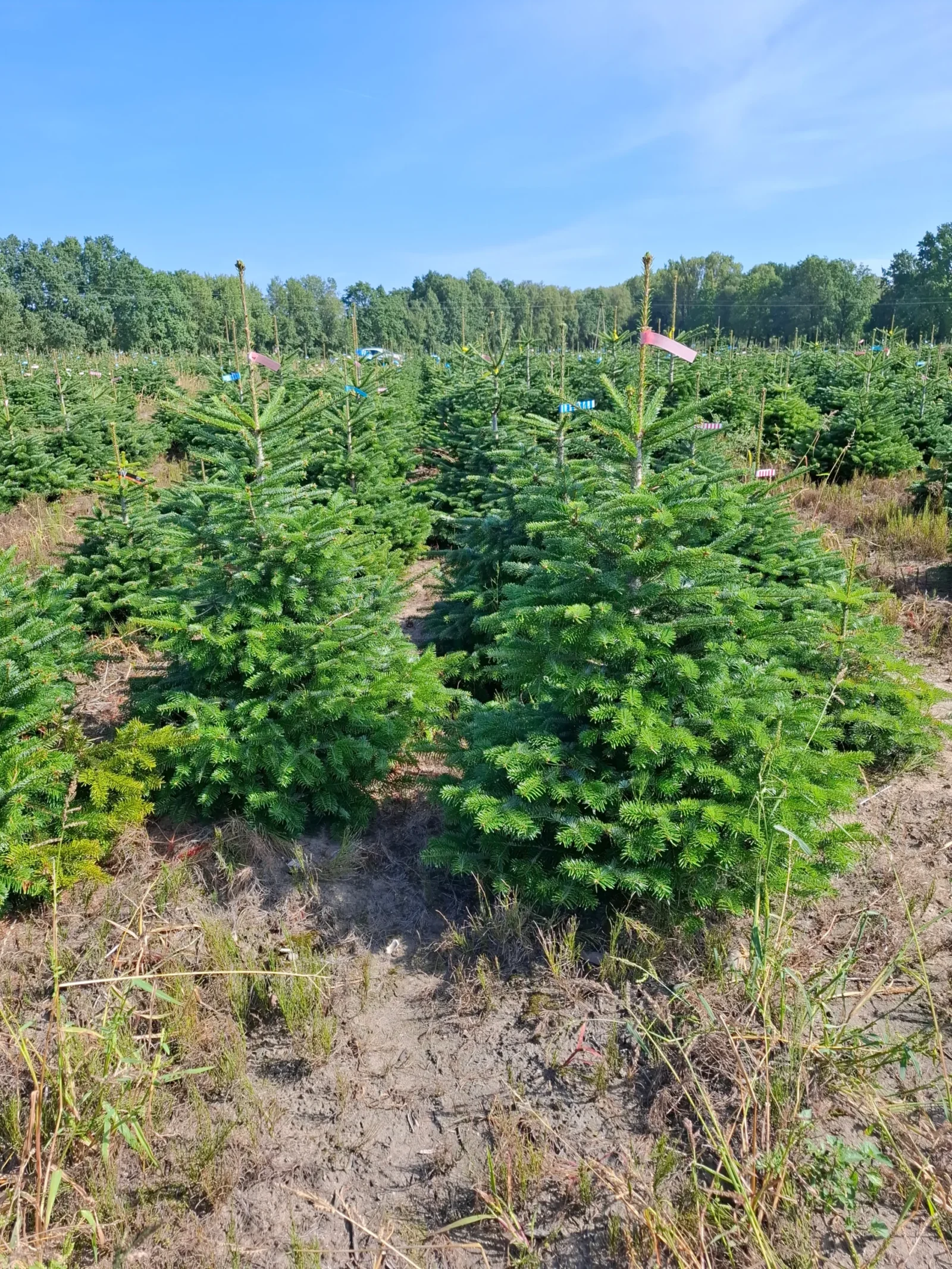 Jodła Kaukaska w donicy 110741 Jodła kaukaska (abies nordmanniana) rosnąca w donicy