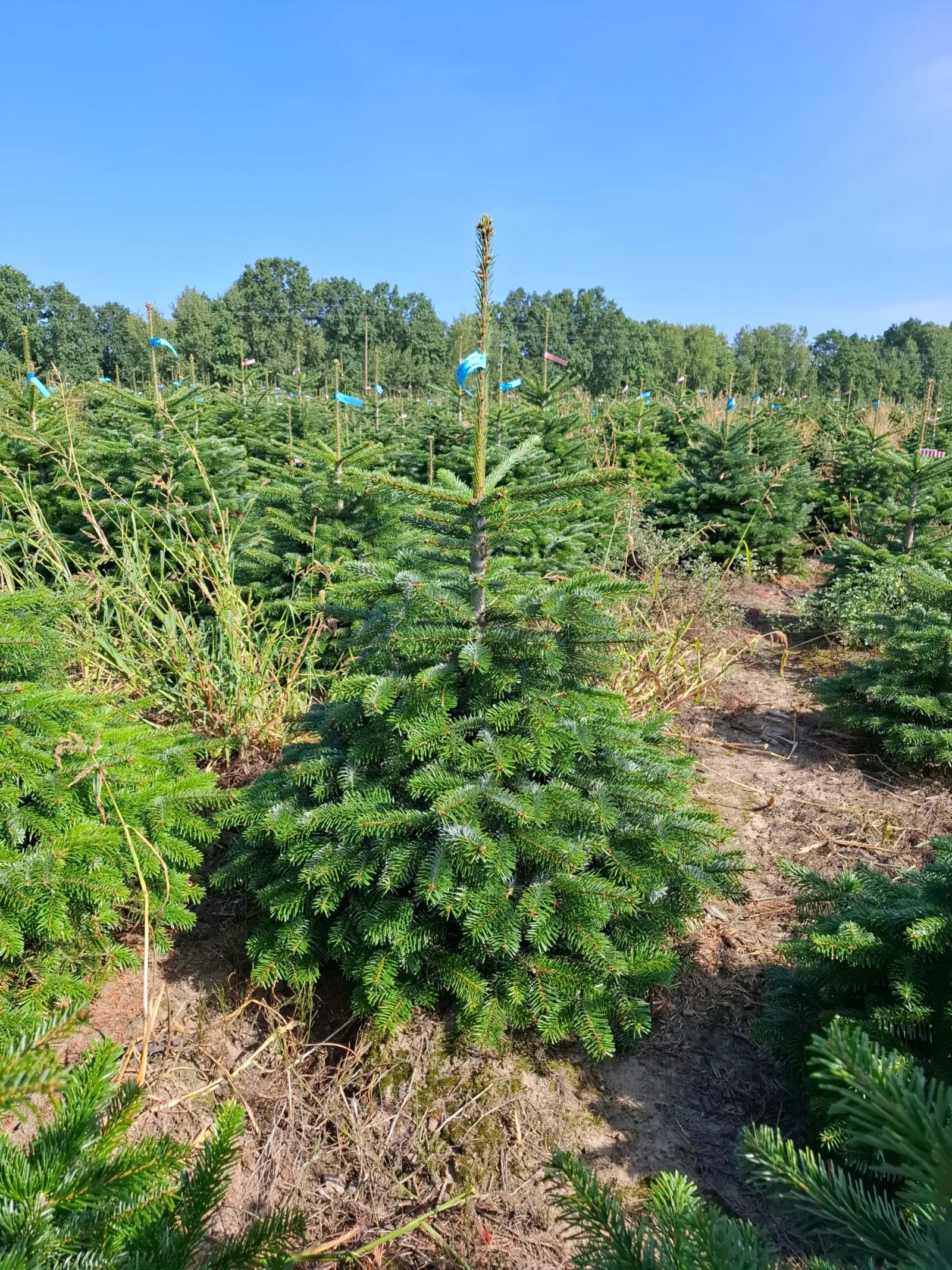 Jodła Kaukaska w donicy 110950 Jodła kaukaska (abies nordmanniana) rosnąca w donicy