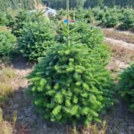 Jodła Kaukaska w donicy 119_13 Jodła kaukaska (abies nordmanniana) rosnąca w donicy