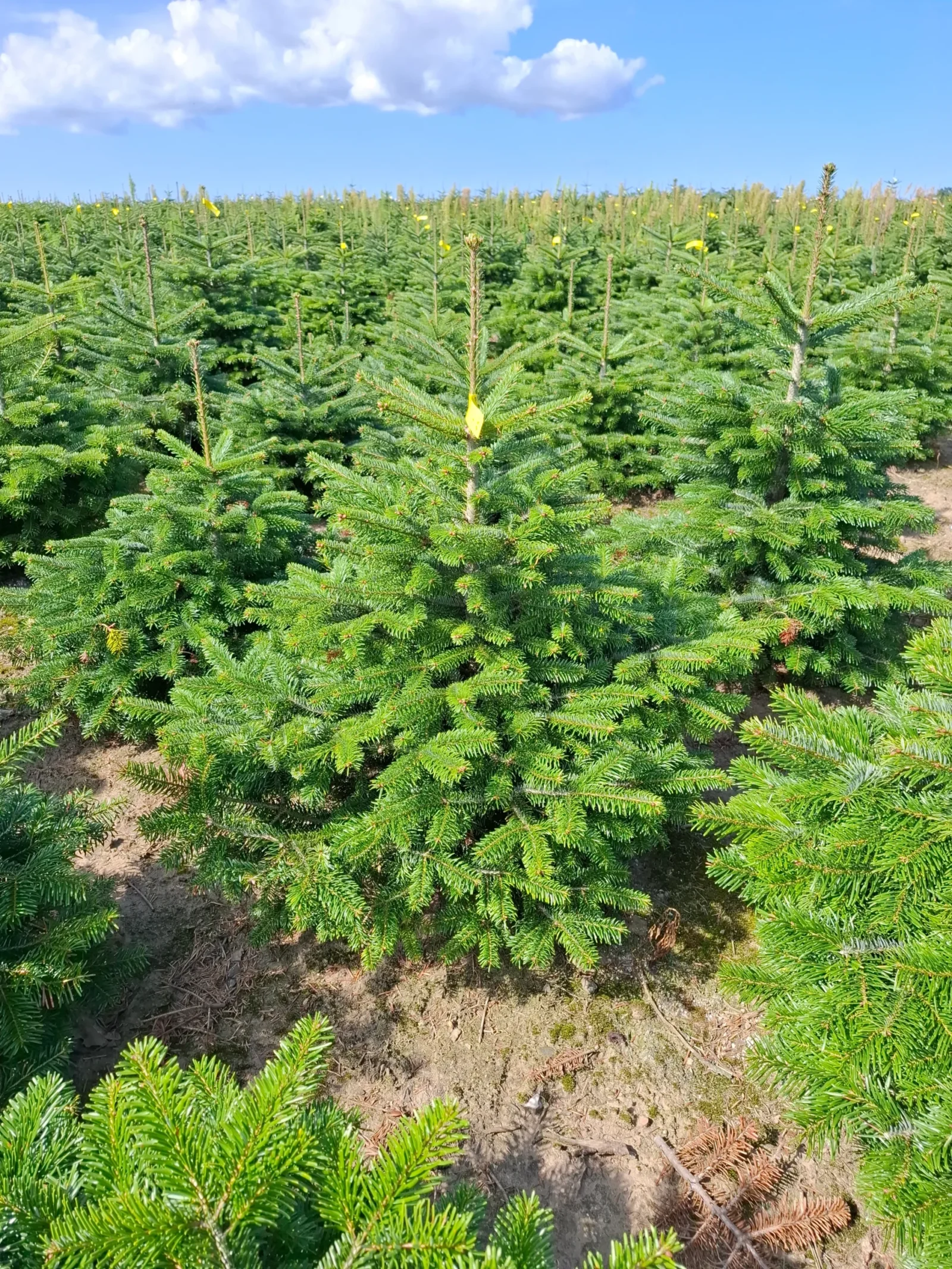 Jodła Kaukaska w donicy 11_6 Jodła kaukaska (abies nordmanniana) rosnąca w donicy