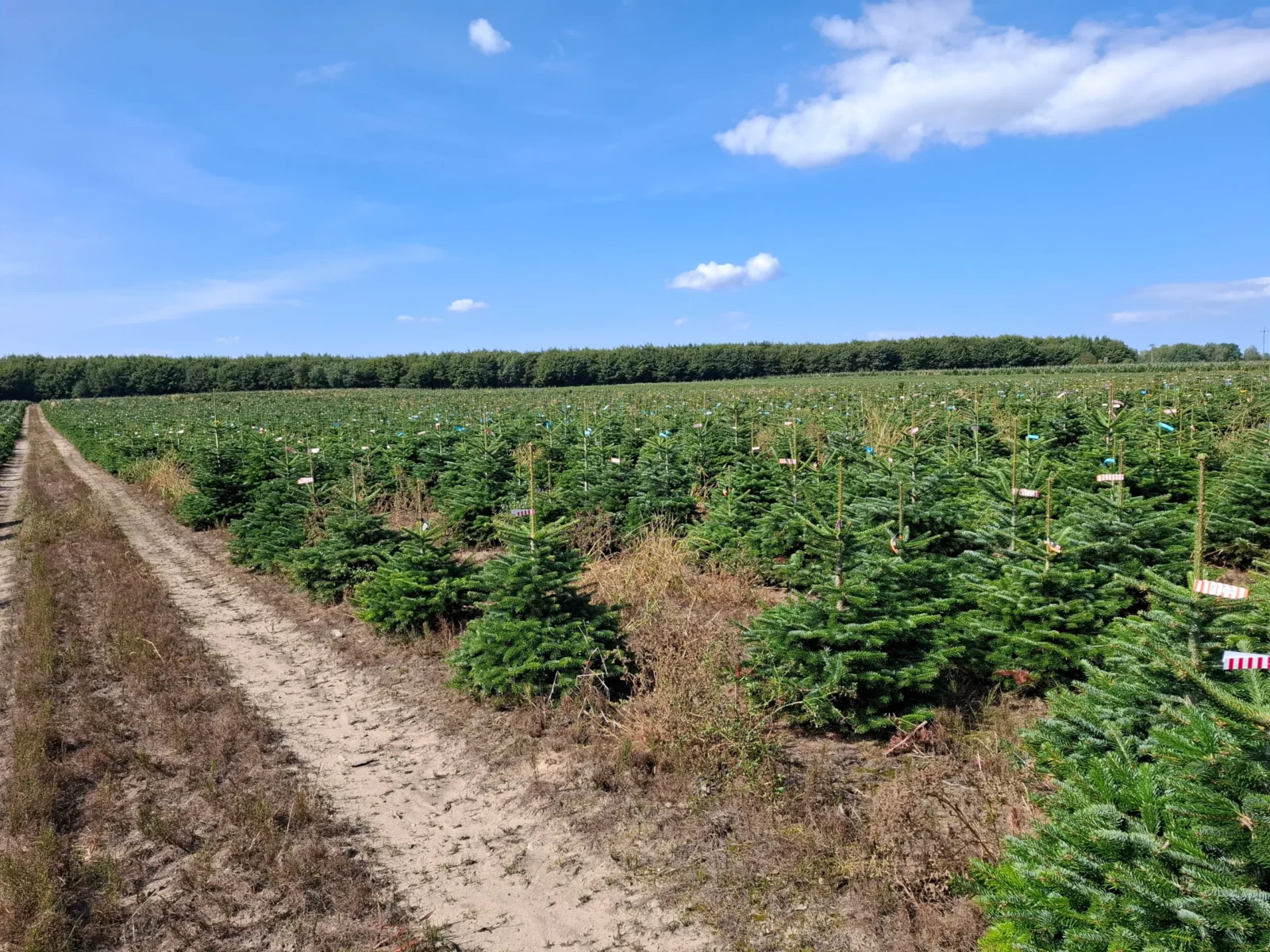 Jodła Kaukaska w donicy 14_7 Jodła kaukaska (abies nordmanniana) rosnąca w donicy