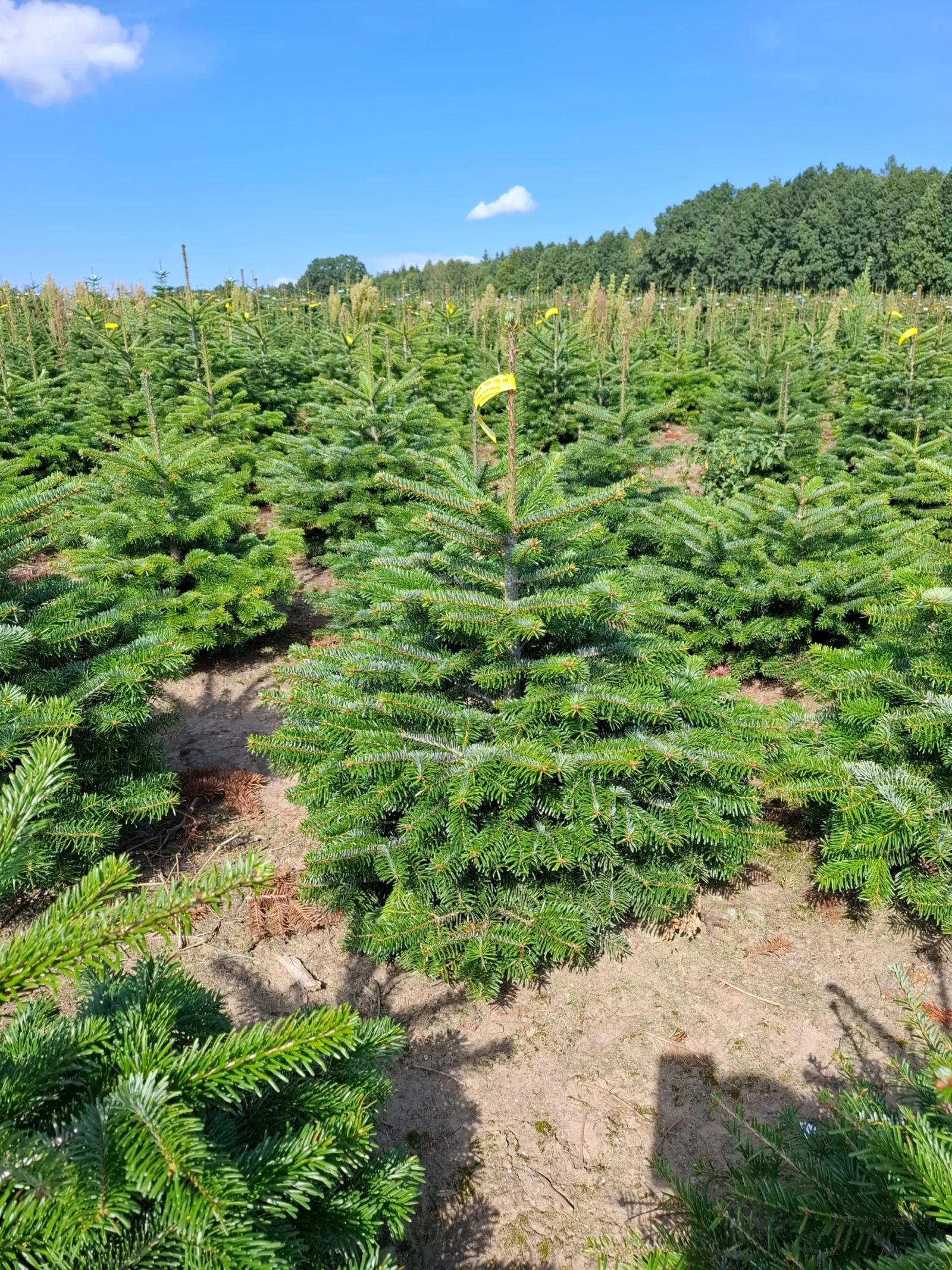 Jodła Kaukaska w donicy 15_8 Jodła kaukaska (abies nordmanniana) rosnąca w donicy