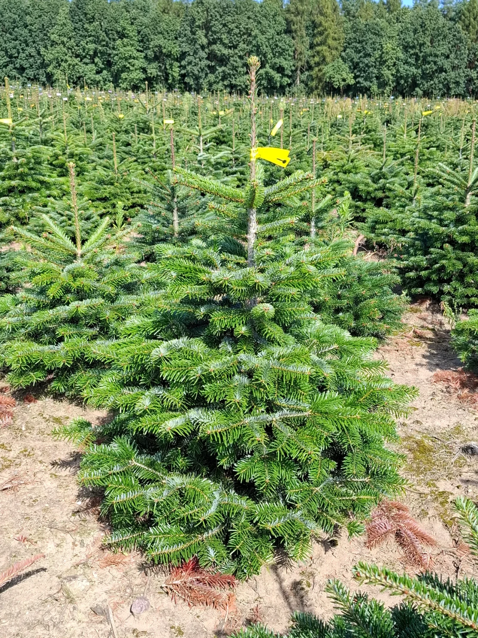 Jodła Kaukaska w donicy 22_11 Jodła kaukaska (abies nordmanniana) rosnąca w donicy