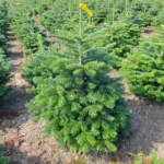 Jodła kaukaska (abies nordmaniana) obsadzona w donicy