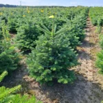 Jodła kaukaska (abies nordmaniana) obsadzona w donicy