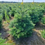 Jodła kaukaska (abies nordmaniana) obsadzona w donicy