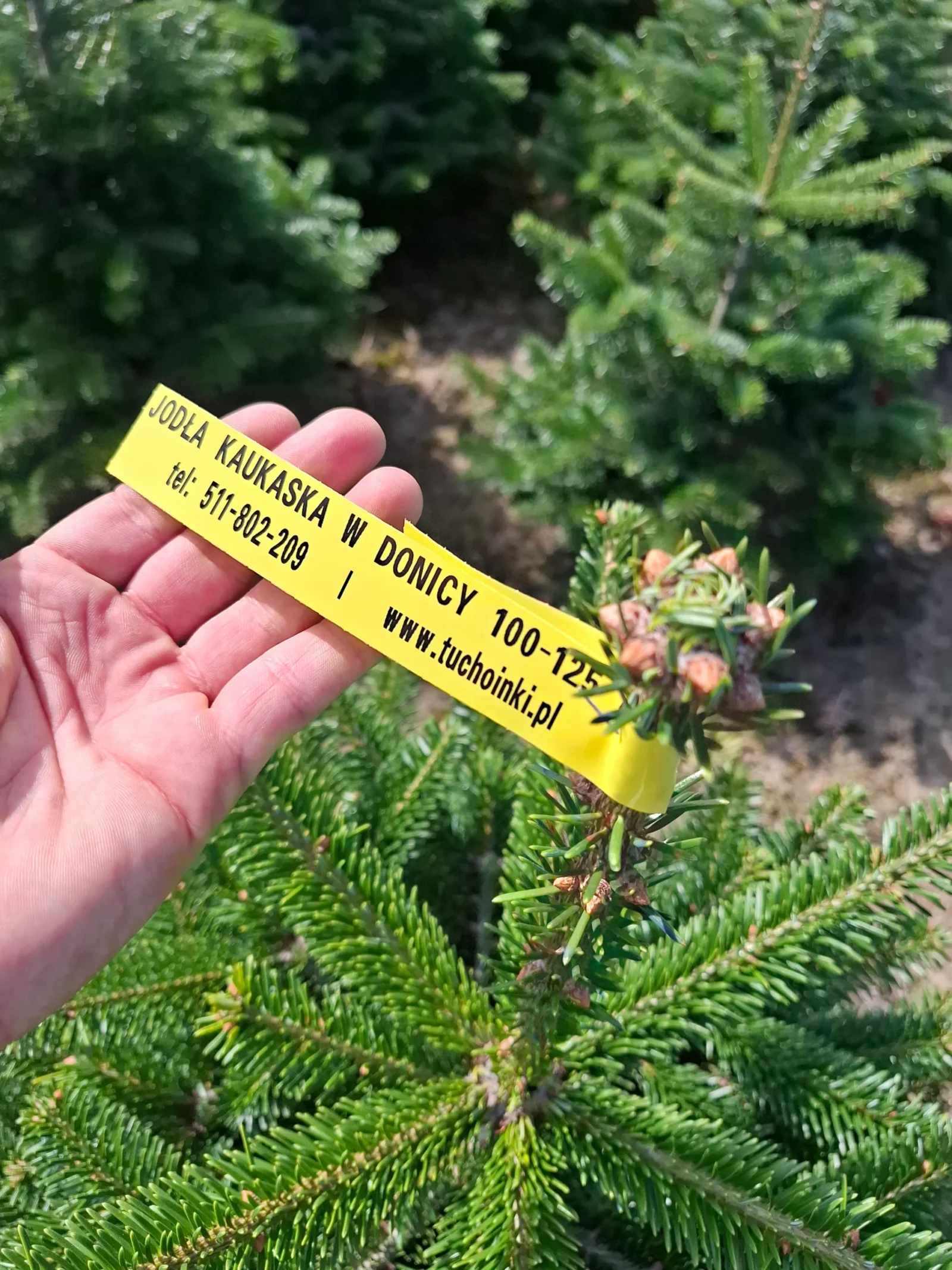 Jodła Kaukaska w donicy 43_6 Jodła kaukaska (abies nordmanniana) rosnąca w donicy