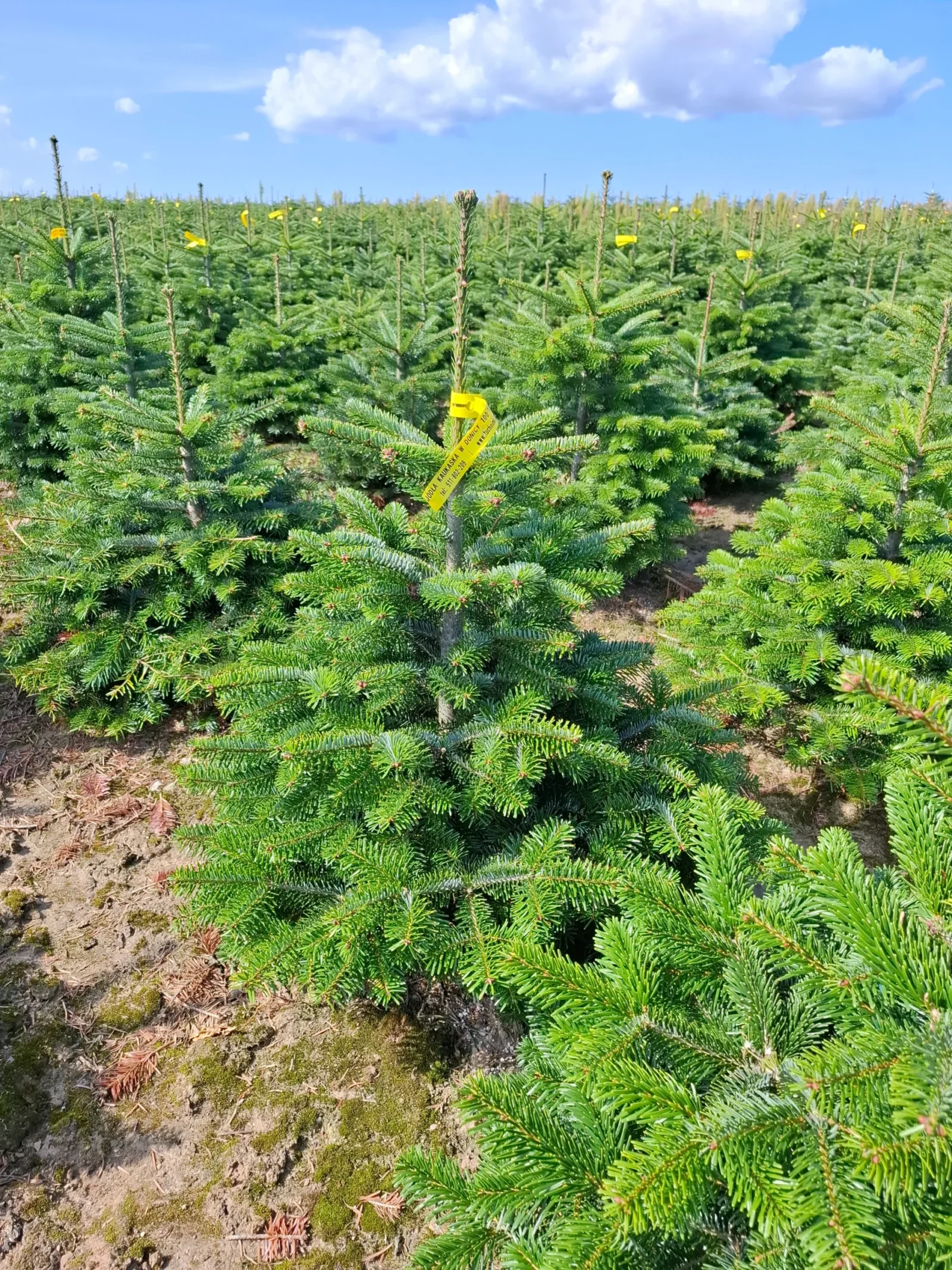 Jodła Kaukaska w donicy 50_8 Jodła kaukaska (abies nordmanniana) rosnąca w donicy