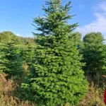 Jodła kaukaska 092616_5 Jodła kaukaska (abies nordmanniana) cięta