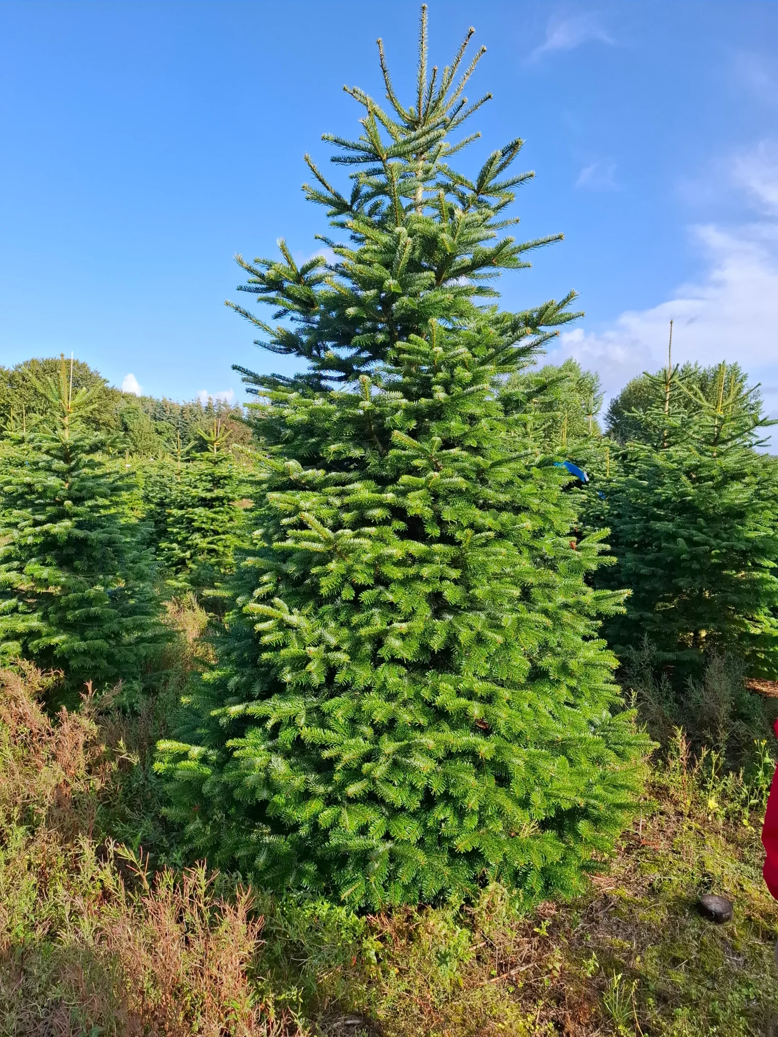 Jodła kaukaska 092616_5 Jodła kaukaska (abies nordmanniana) cięta