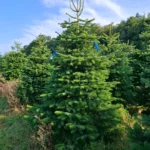 Jodła kaukaska 093523_6 Jodła kaukaska (abies nordmanniana) cięta