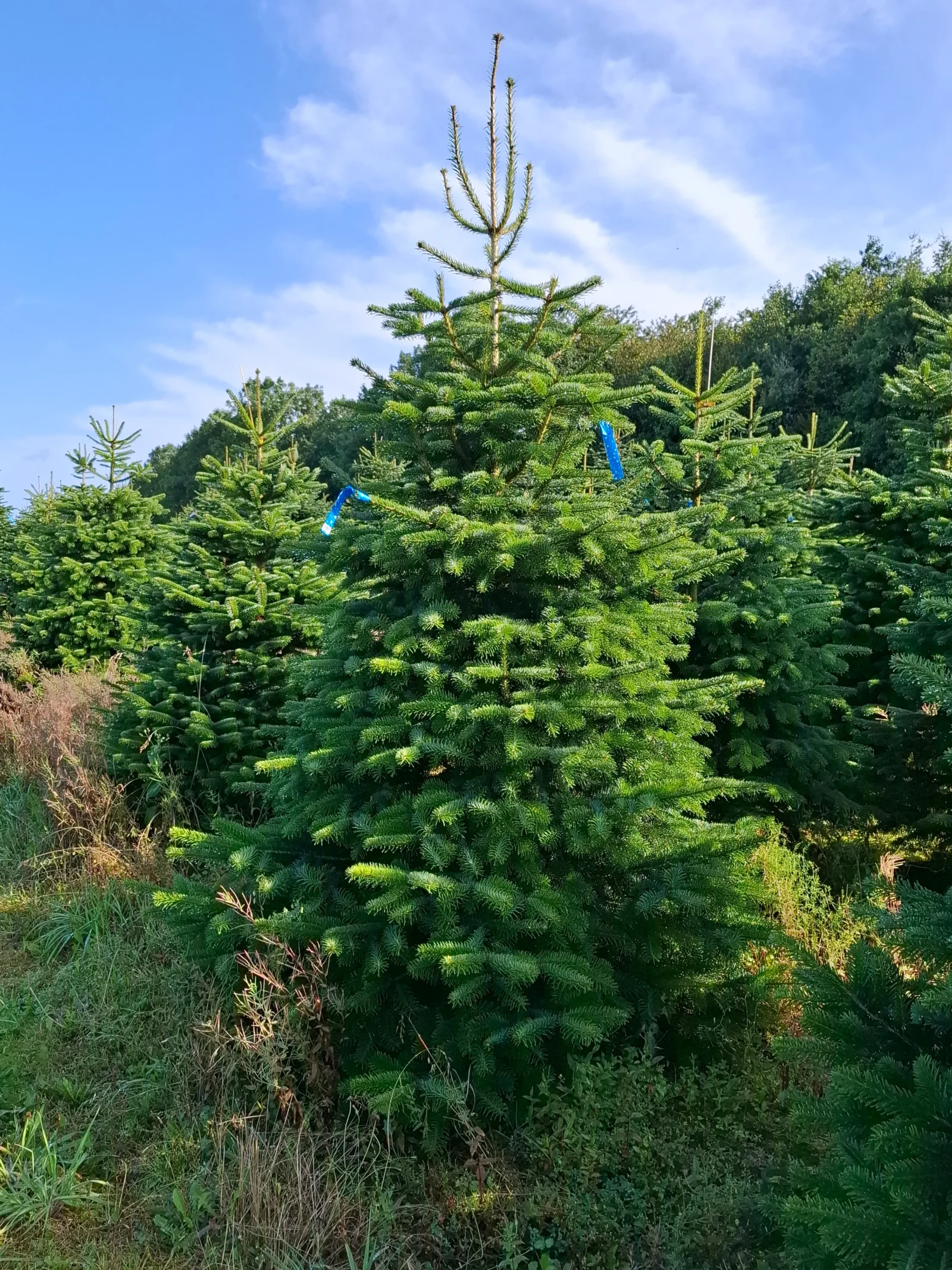 Jodła kaukaska 093523_6 Jodła kaukaska (abies nordmanniana) cięta