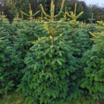 Jodła kaukaska 12041_17 Jodła kaukaska (abies nordmanniana) cięta