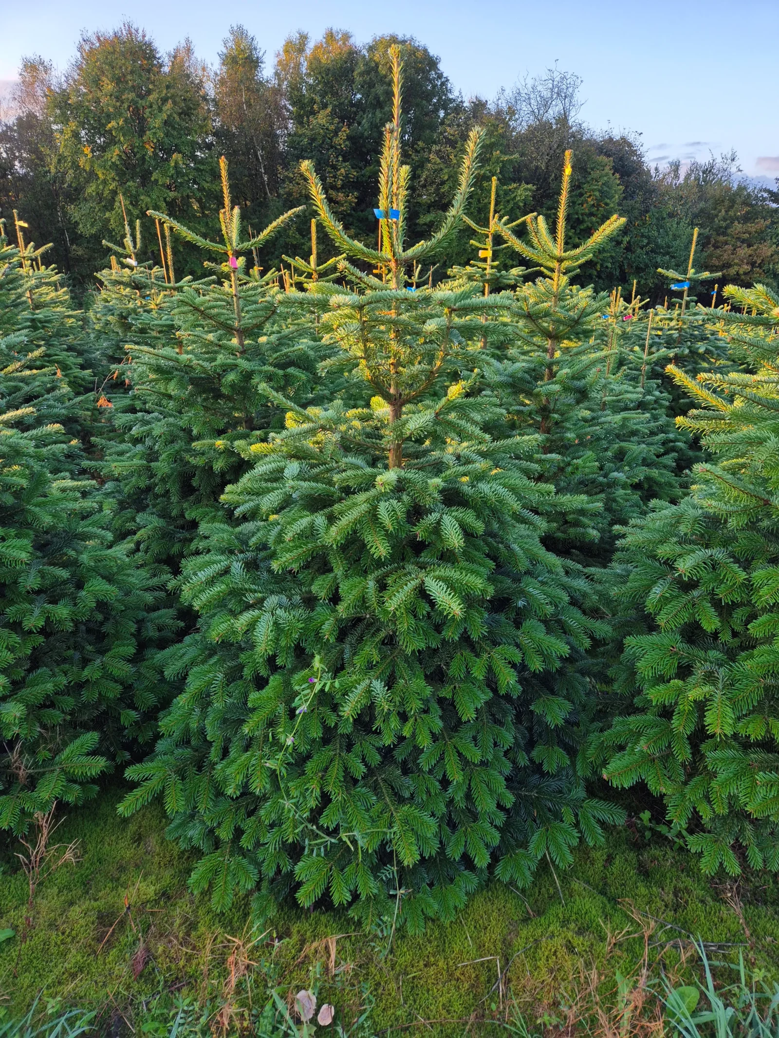 Jodła kaukaska 12041_17 Jodła kaukaska (abies nordmanniana) cięta