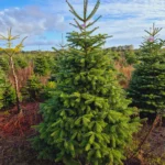 Jodła kaukaska 13103258_9 Jodła kaukaska (abies nordmanniana) cięta