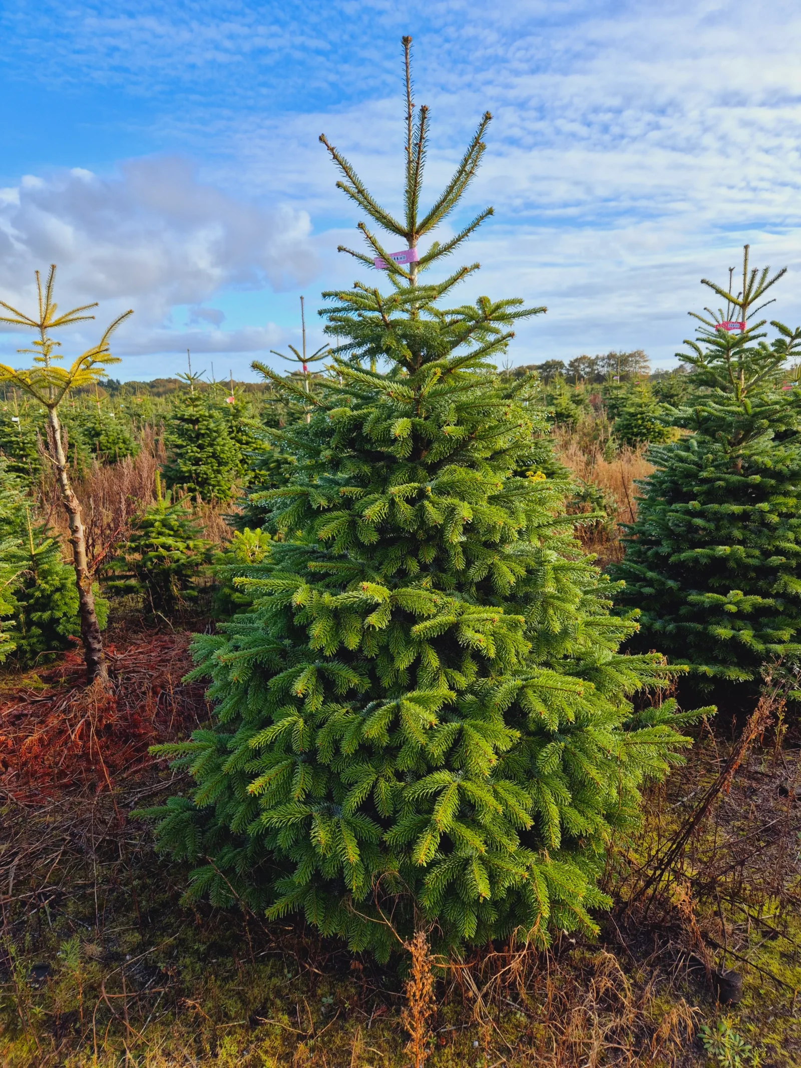Jodła kaukaska 13103258_9 Jodła kaukaska (abies nordmanniana) cięta