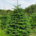 Jodła kaukaska 4944_10 Jodła kaukaska (abies nordmanniana) cięta