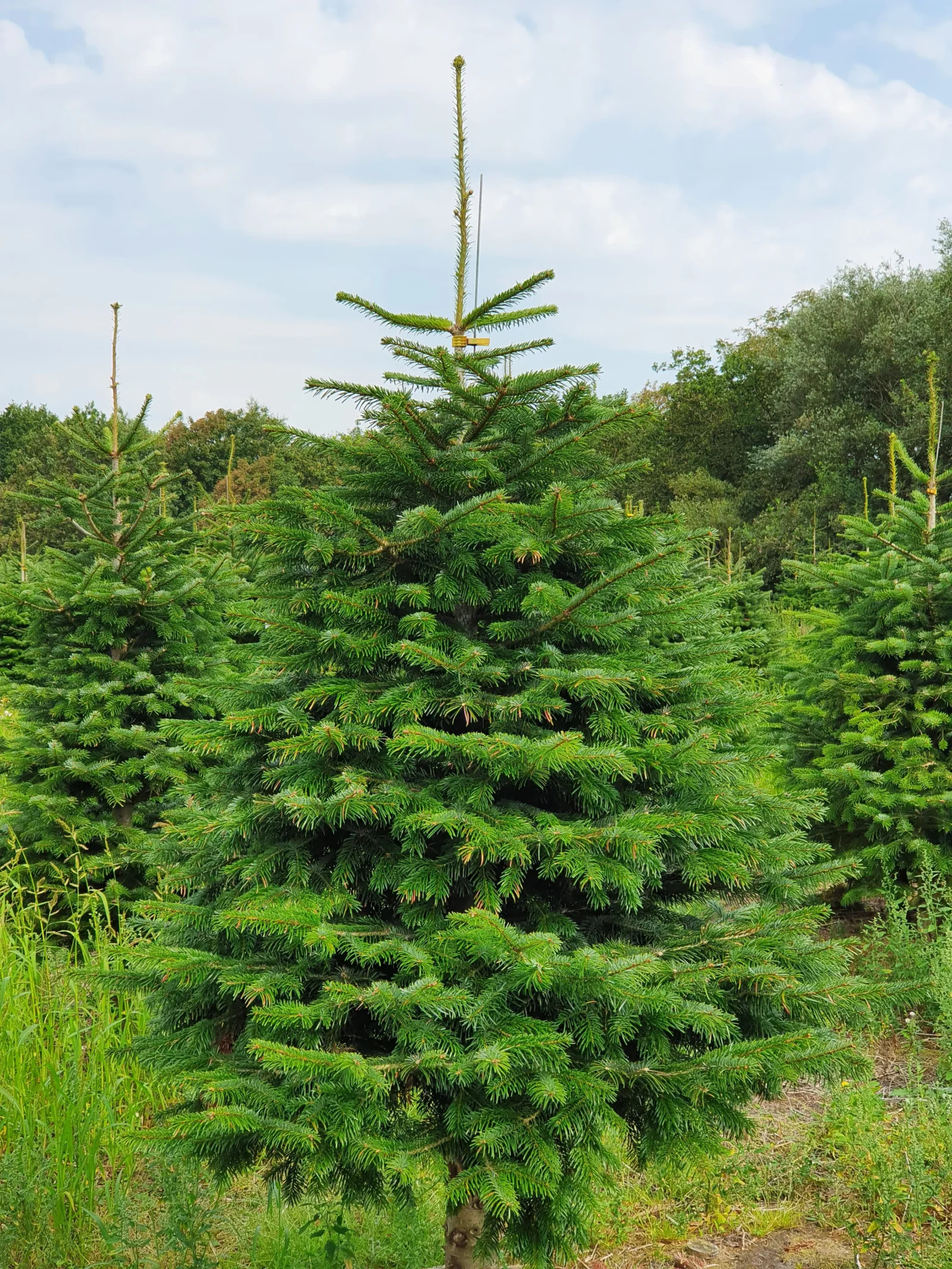 Jodła kaukaska 4944_10 Jodła kaukaska (abies nordmanniana) cięta