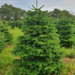 Jodła kaukaska 5118_11 Jodła kaukaska (abies nordmanniana) cięta