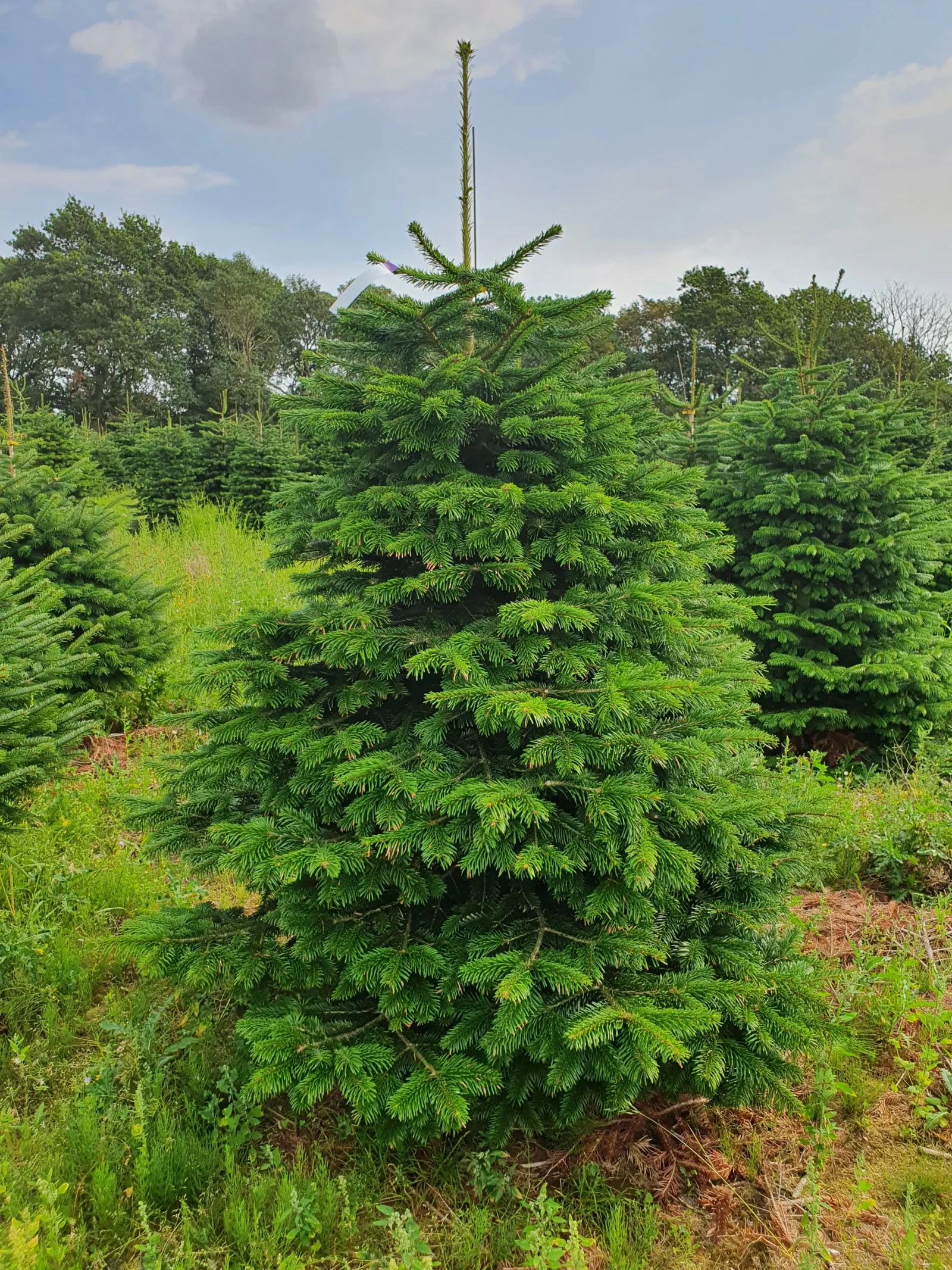 Jodła kaukaska 5118_11 Jodła kaukaska (abies nordmanniana) cięta