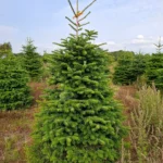 Jodła kaukaska 527_6 Jodła kaukaska (abies nordmanniana) cięta