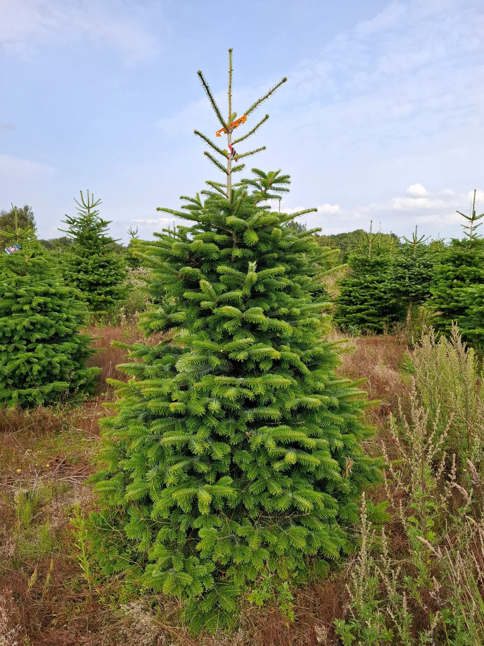 Jodła kaukaska 527_6 Jodła kaukaska (abies nordmanniana) cięta