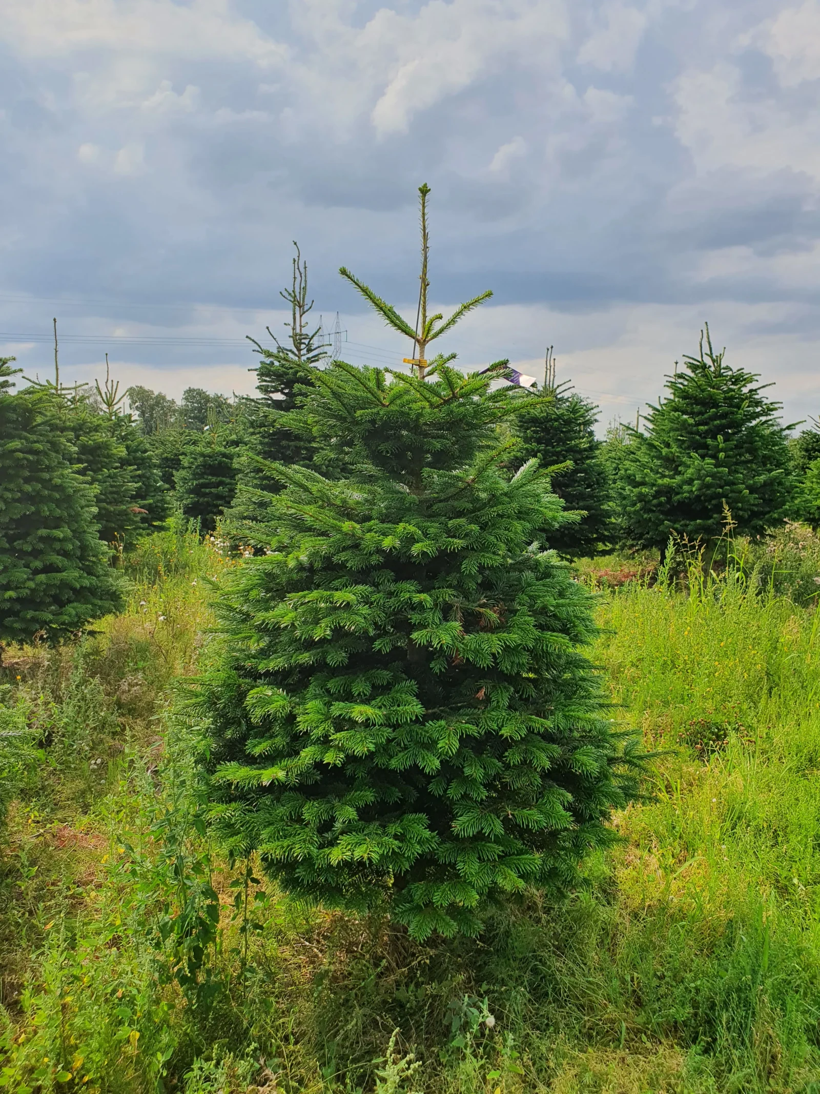 Jodła kaukaska 5609_12 Jodła kaukaska (abies nordmanniana) cięta