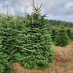 Jodła kaukaska 5625_13 Jodła kaukaska (abies nordmanniana) cięta