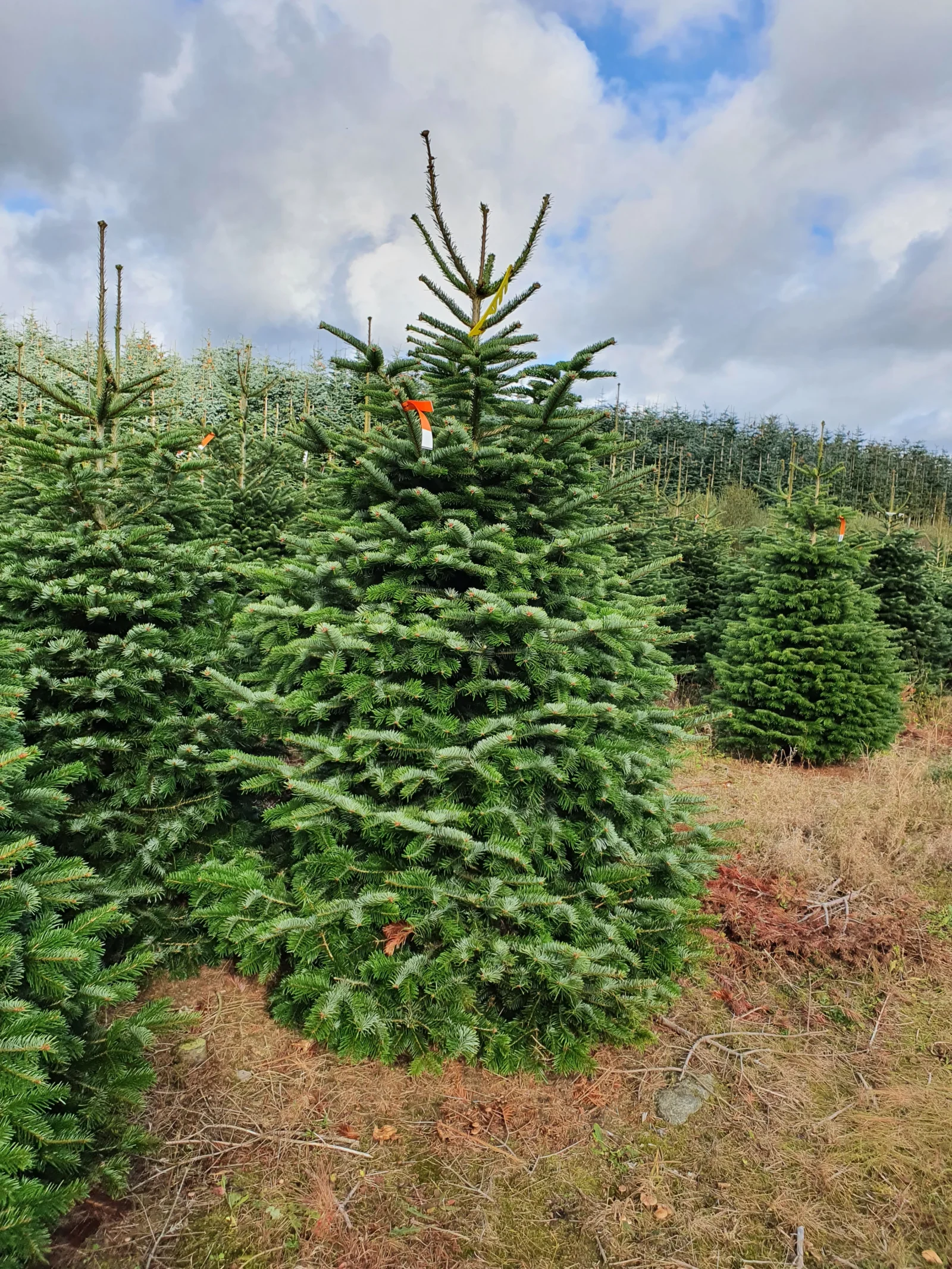 Jodła kaukaska 5625_13 Jodła kaukaska (abies nordmanniana) cięta