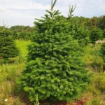 Jodła kaukaska 5637_14 Jodła kaukaska (abies nordmanniana) cięta