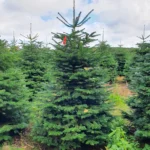 Jodła kaukaska 5755_15 Jodła kaukaska (abies nordmanniana) cięta